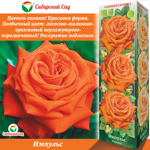 Роза Импульс (Чайно-гибридная) купить оптом в Томске по цене 217,49 руб.