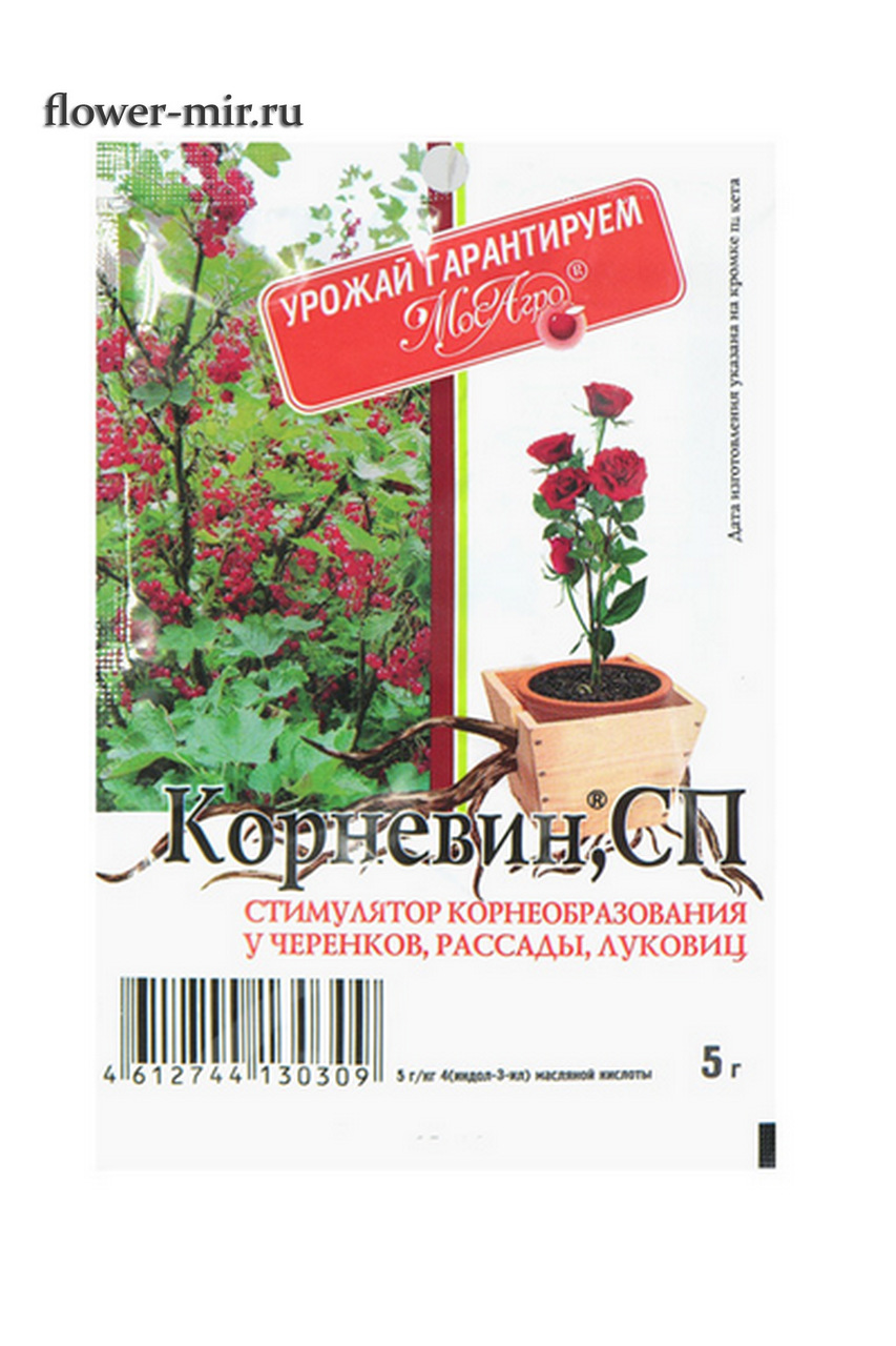 Магазин Хвойных Растений В Томске