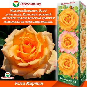 Роза Реми Мартин (Грандифлора) Сибирский Сад