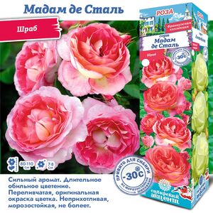 Роза Мадам де Сталь (Шраб) Сибирский Сад