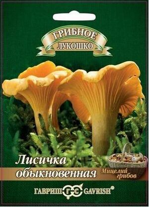 Мицелий Лисички на зерновом субстрате Гавриш