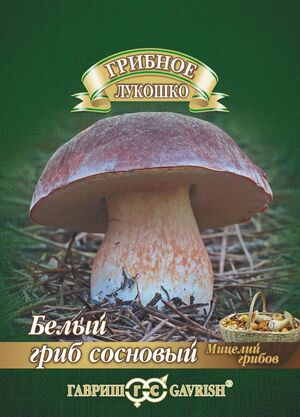 Мицелий Белый Гриб Сосновый Гавриш