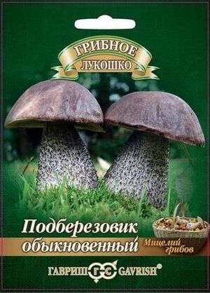 Мицелий Подберезовик на зерновом субстрате Гавриш