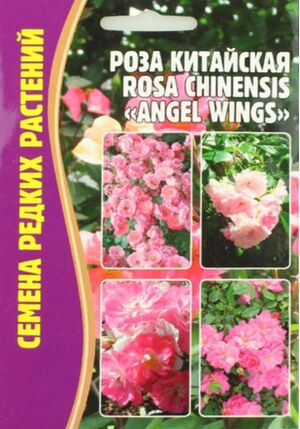Роза Китайская Angel Wings Григорьев