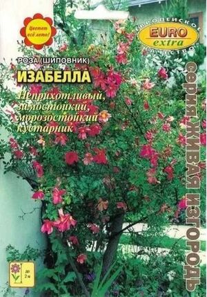 Роза (шиповник) Изабелла Аэлита