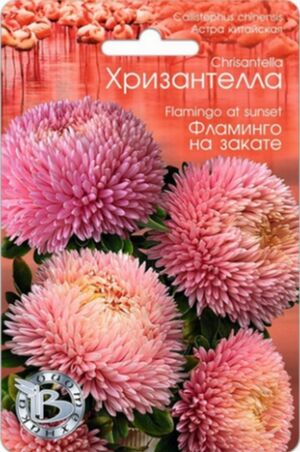 Хризантелла Фламинго на Закате Биотехника