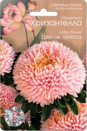 Хризантелла Цветок Лотоса Биотехника