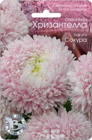 Хризантелла Сакура астра китайская Биотехника