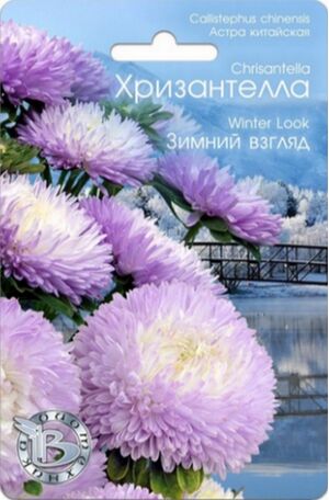 Хризантелла Зимний Взгляд Биотехника
