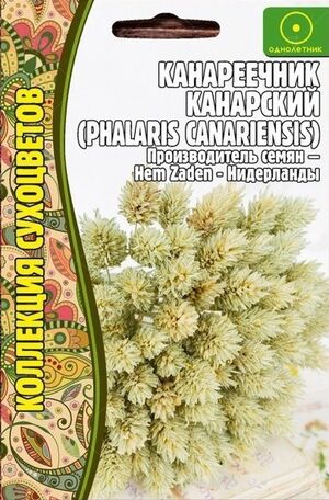 Канареечник Канарский Коллекция сухоцветов однолетник Григорьев