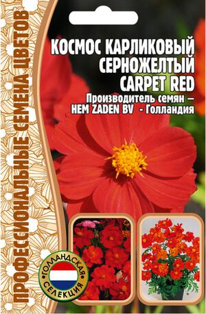 Космос Carpet Red карликовый Григорьев