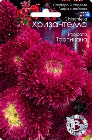 Хризантелла Тропикана Биотехника