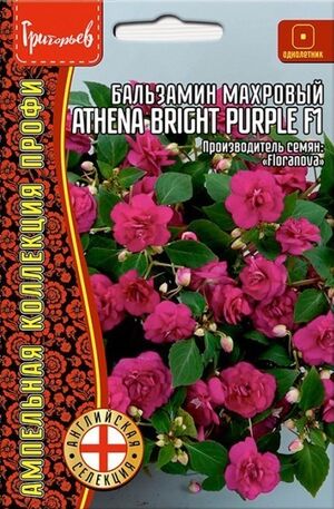 Бальзамин Уоллера Athena Bright Purple F1 ампельный однолетник Григорьев