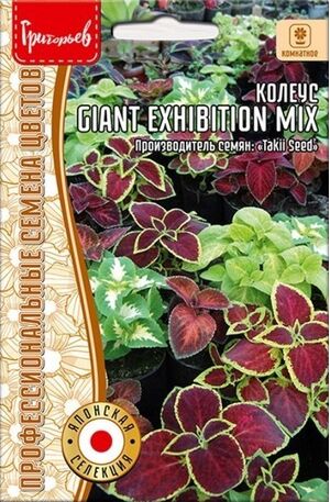 Колеус Giant Exhibition mix Григорьев