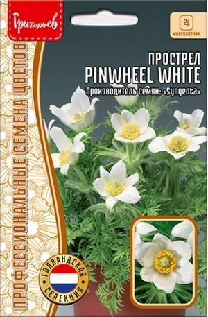 Прострел Pinwheel White многолетник Григорьев