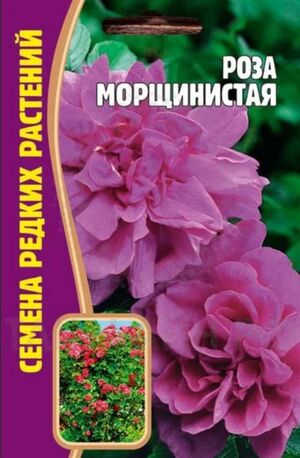 Роза Морщинистая Григорьев