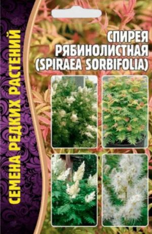 Спирея Рябинолистная Григорьев