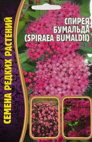 Спирея Бумальда Григорьев