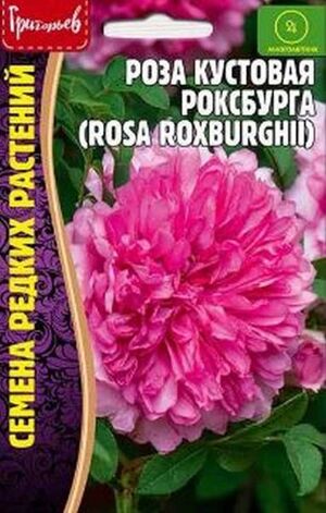 Роза Кустовая Роксбурга Григорьев