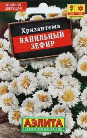 Хризантема Ванильный Зефир серия Лидер Аэлита
