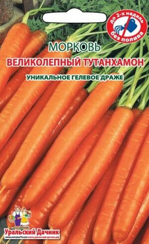 Морковь Великолепный Тутанхамон   Уральский Дачник