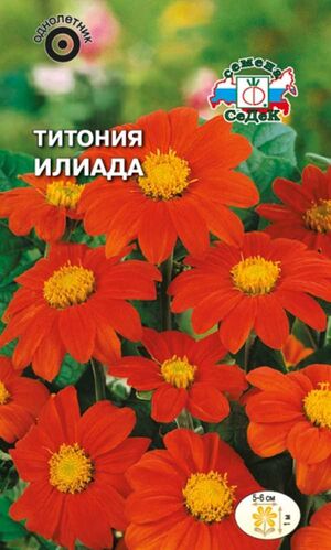 Титония Илиада ярко-красная Седек