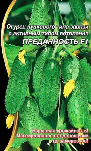 Огурец Преданность F1  5+2  Уральский Дачник