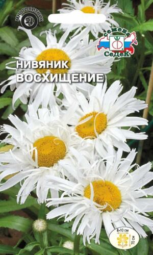 Нивяник Восхищение Седек
