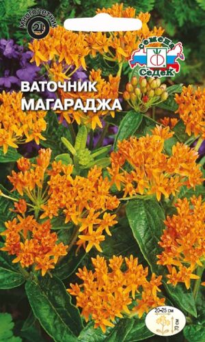 Ваточник Магараджа многолетник Седек