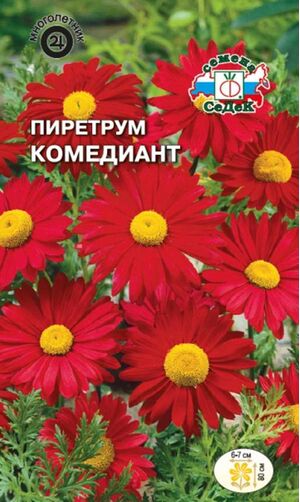 Пиретрум Робинзона Комедиант гибридный красный Седек