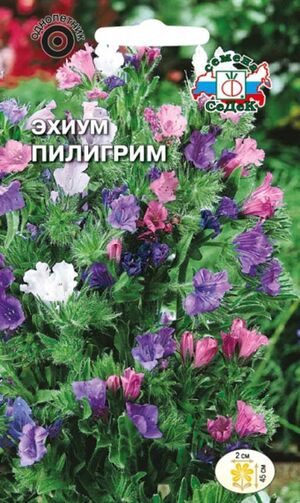 Эхиум Пилигрим гибридный смесь Седек