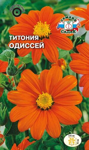 Титония Одиссей оранжевая Седек