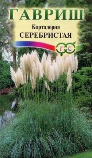 Кортадерия Серебристая (Пампасная трава) 8 шт.  Гавриш