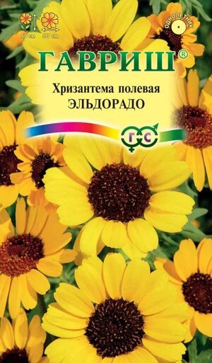 Хризантема Эльдорадо Гавриш