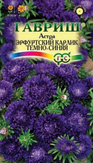 Астра Эрфуртский Карлик Тёмно-синяя Гавриш