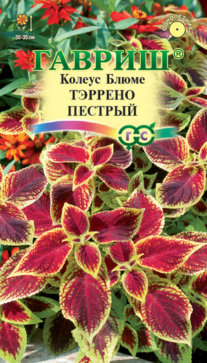 Колеус Тэррено Пестрый Гавриш