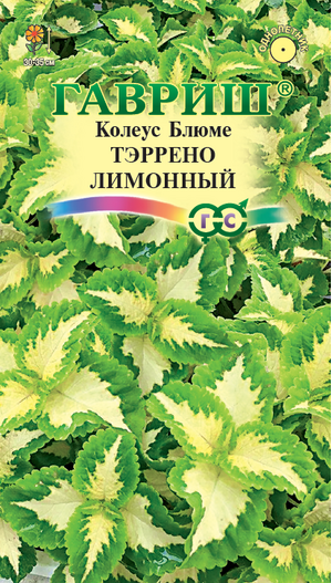 Колеус Тэррено Лимонный Гавриш