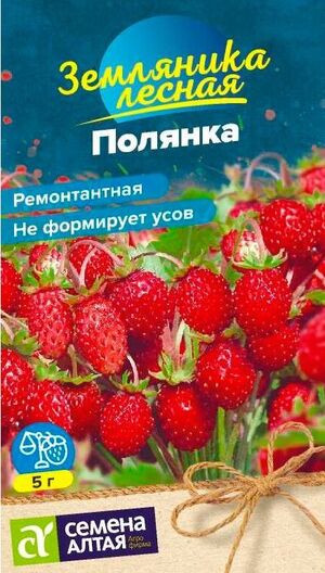 Земляника Полянка ремонтантная Семена Алтая