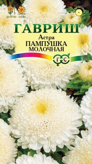 Астра Пампушка Молочная помпонная Гавриш