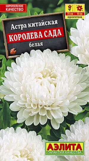 Астра Королева Сада белая Аэлита