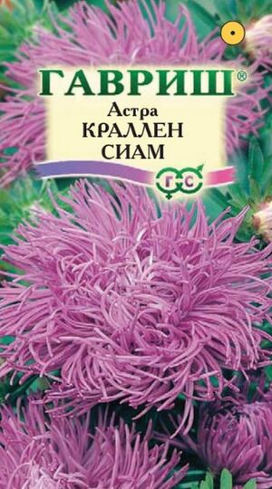 Астра Краллен Сиам коготковая лиловая Гавриш