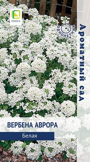 Вербена Аврора Белая однолетник Поиск