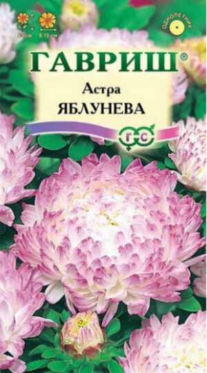 Астра Яблунева пионовидная Гавриш