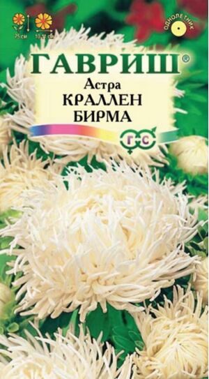 Астра Краллен Бирма коготковая кремовая Гавриш