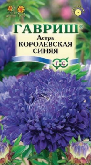 Астра Королевская Синяя пионовидная Гавриш