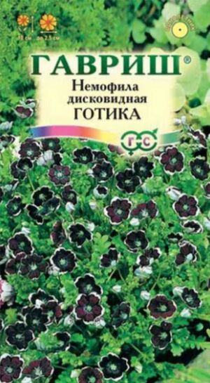 Немофила Готика Гавриш