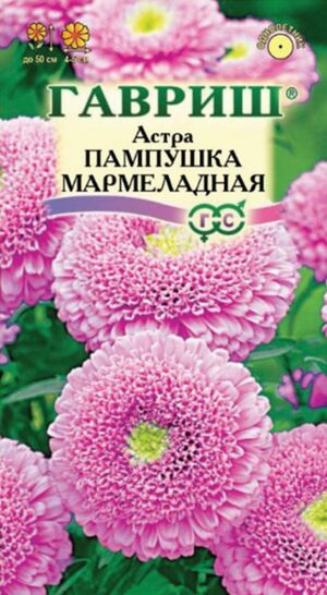Астра Пампушка Мармеладная Розовая помпонная Гавриш