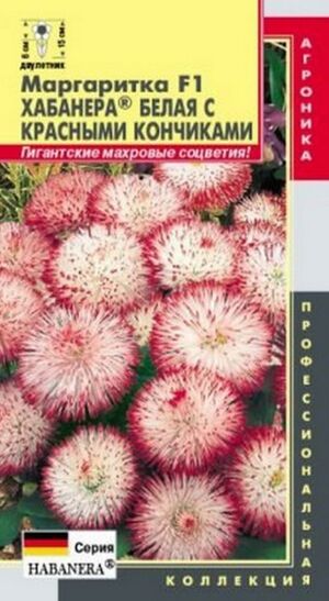 Маргаритка Хабанера Белая с красными кончиками Плазменные семена