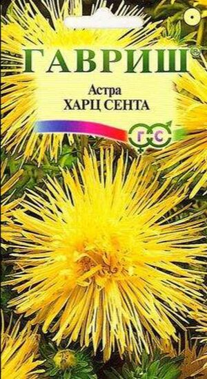 Астра Харц Сента тонкоигольчатая желтая Гавриш
