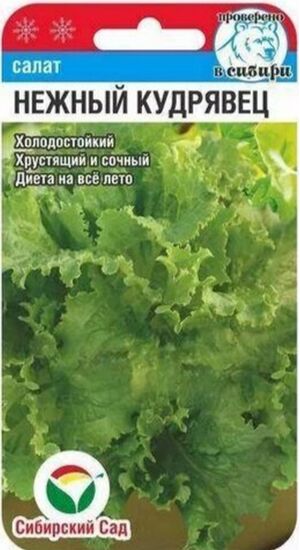 Салат Нежный кудрявец Сибирский Сад
